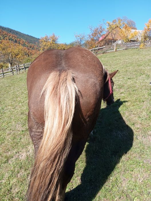 De vânzare două mînze