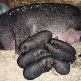 Продам поросят вьетнамской породы