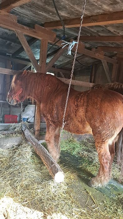 De vanzare un hărmăsar si un cal