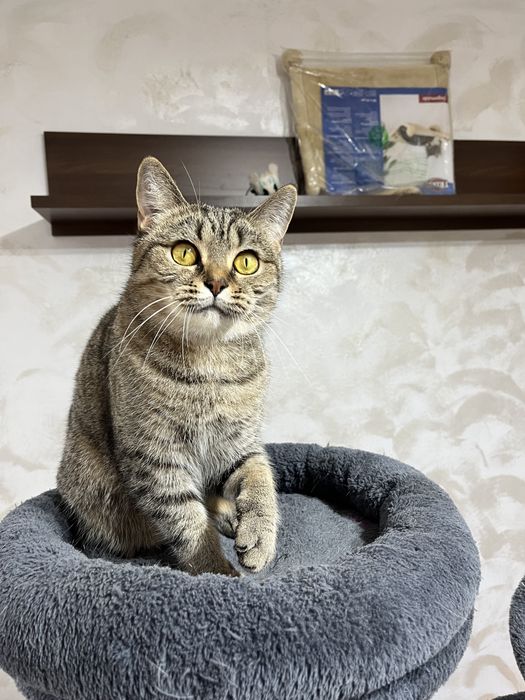 British shorthair sterilizata cu pedigree