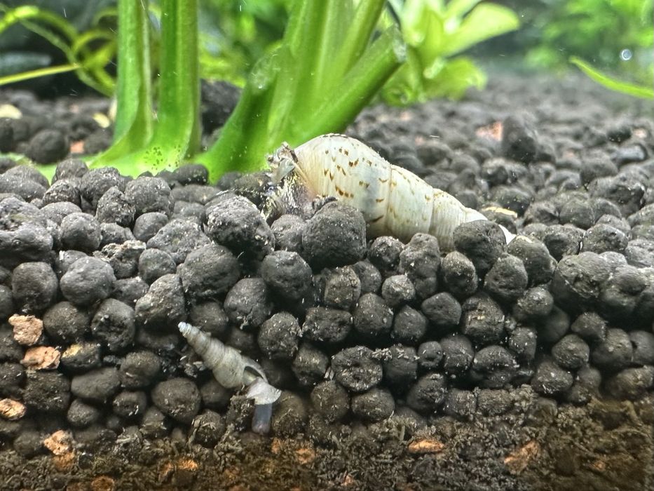 Melci de substrat 50 buc. - Melanoides tuberculata  - Melc de acvariu