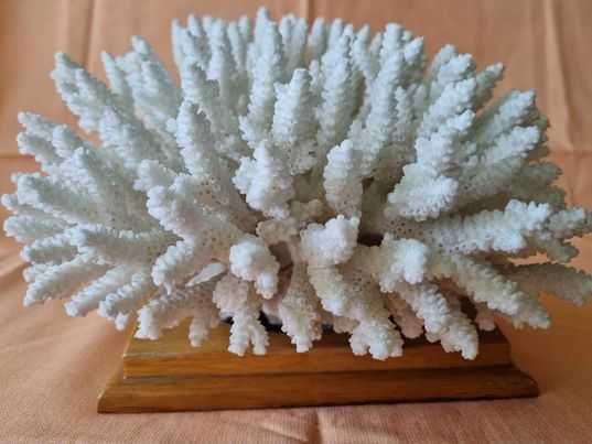 Coral natural decorativ. dimensiuni 25cm/20cm . Pret 270 lei.