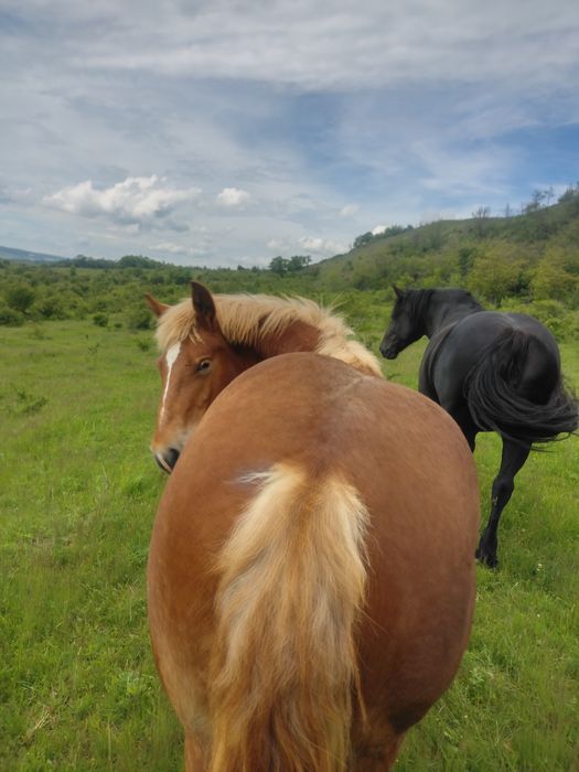 Vand mânz armasar/ NU FAC SCHIMB