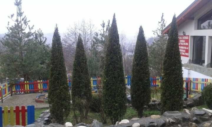 Plante ideale pentru grădini, curți și spații verzi