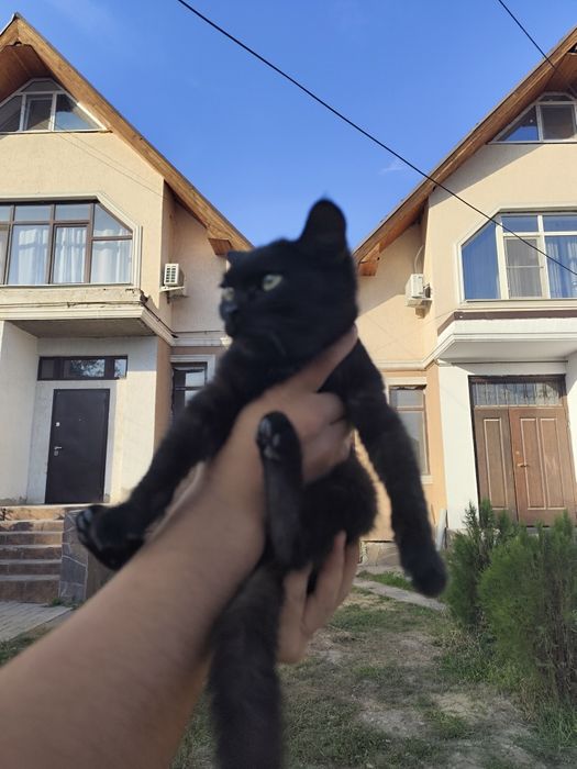 Отдам в хорошие руки котенка