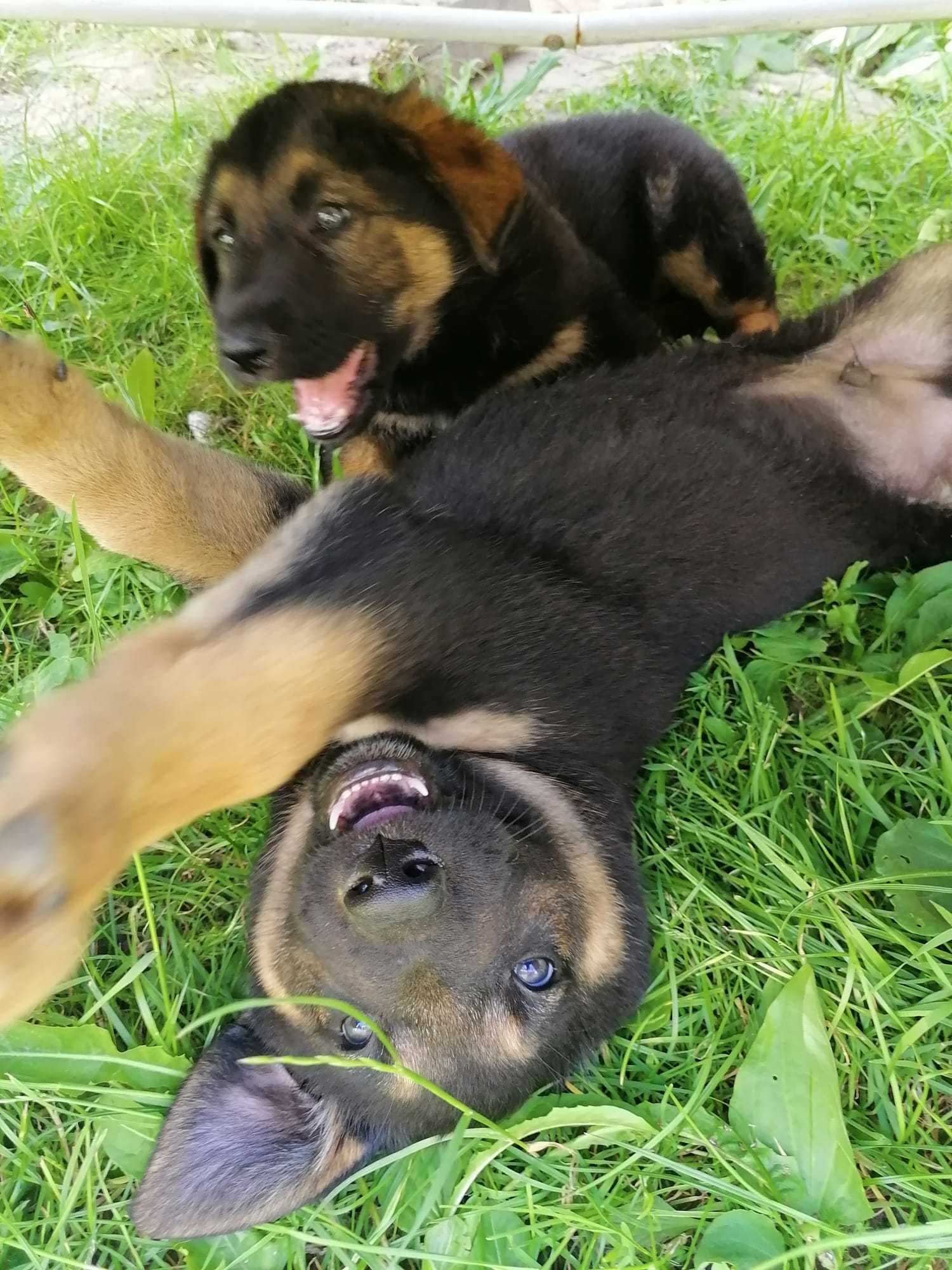 Adopție pui de câine masculi