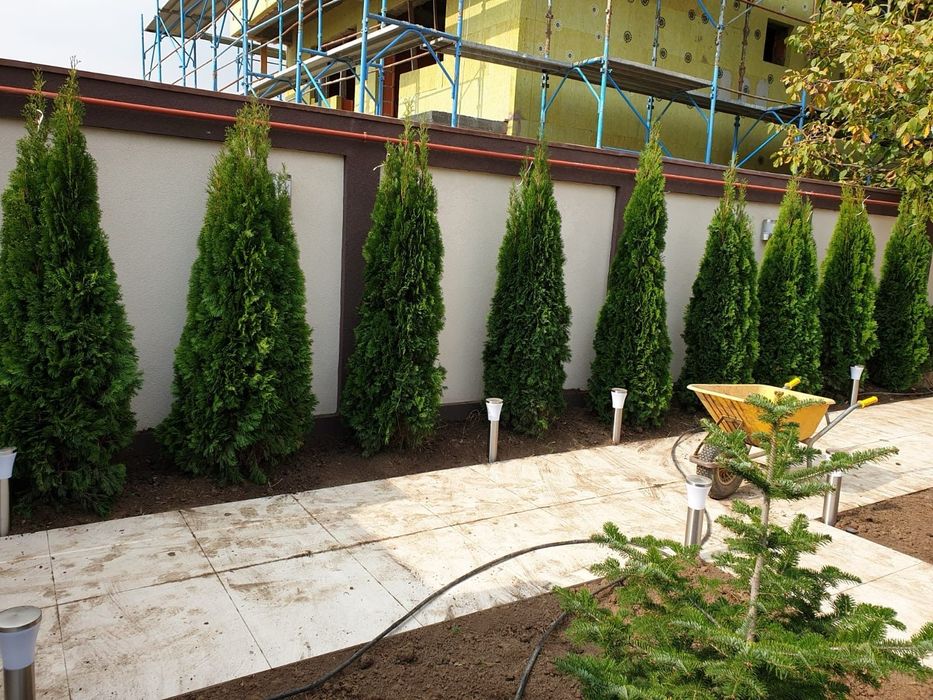 Tuia smaragd mai multe dimensiuni