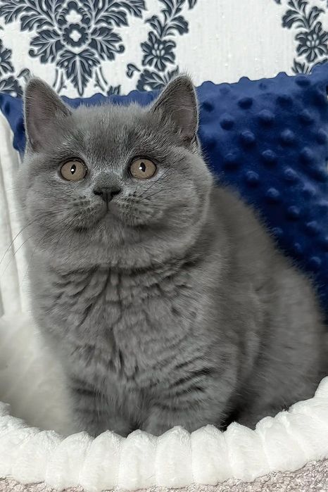 Скотиш страйт голубого окраса