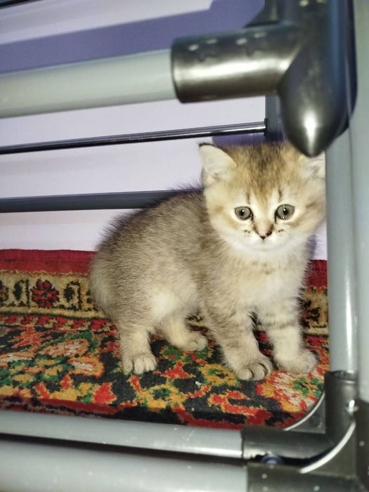 cinchilla 2 oyli qzbola