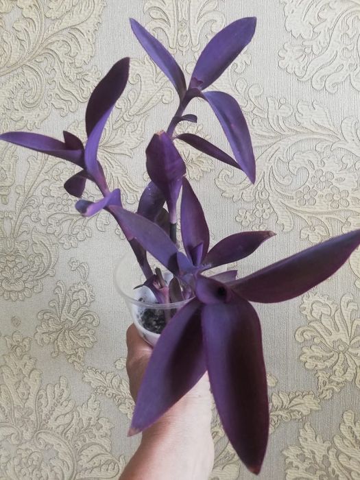 Продам домашние цветы