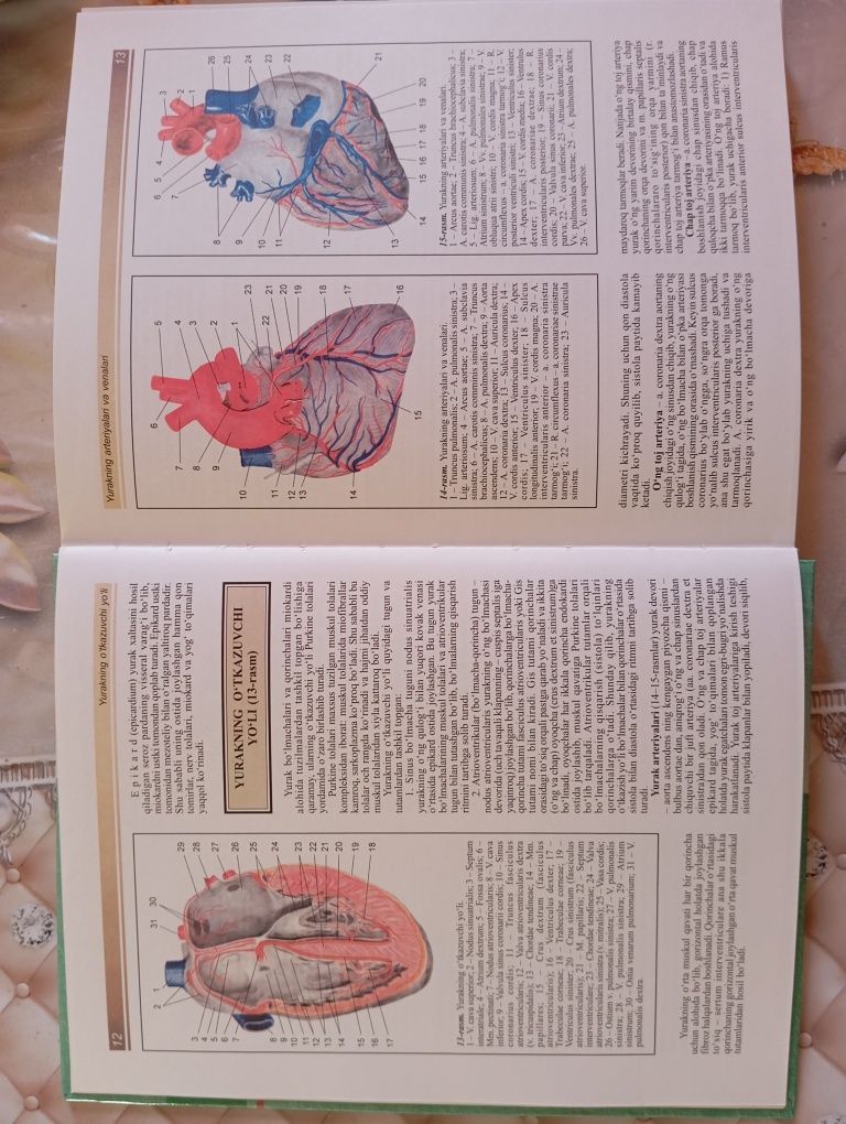 Atlas Odam Anatomiyasi sotiadi