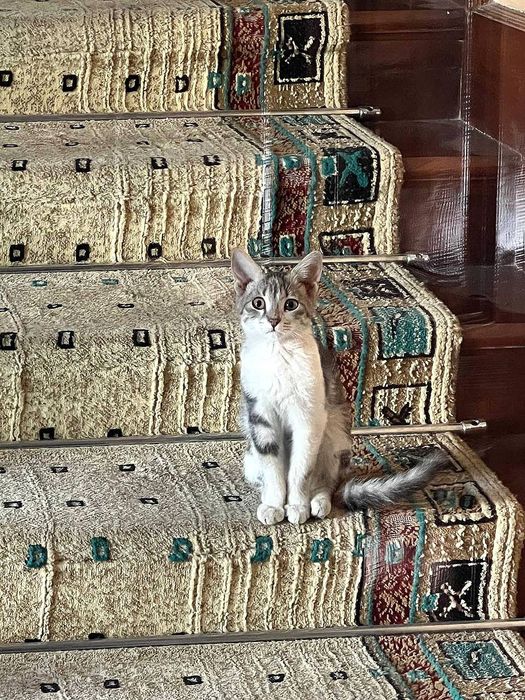 Отдам котенка в добрые руки