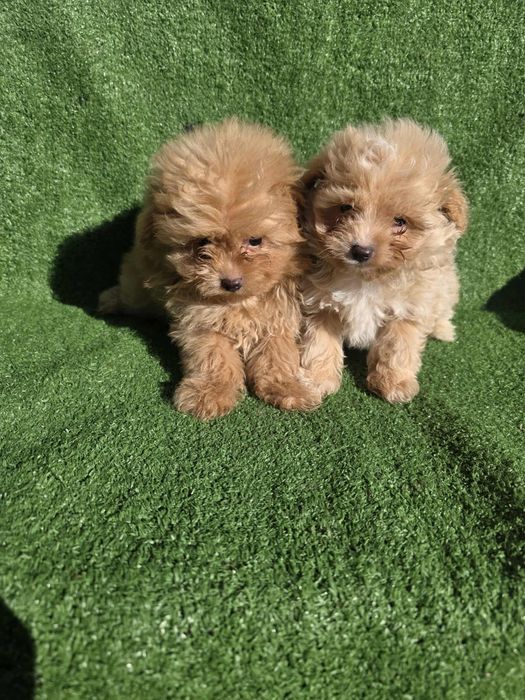 Малтипу момчета/