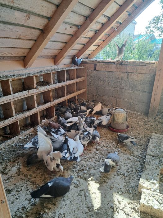 Vând porumbei voiajori