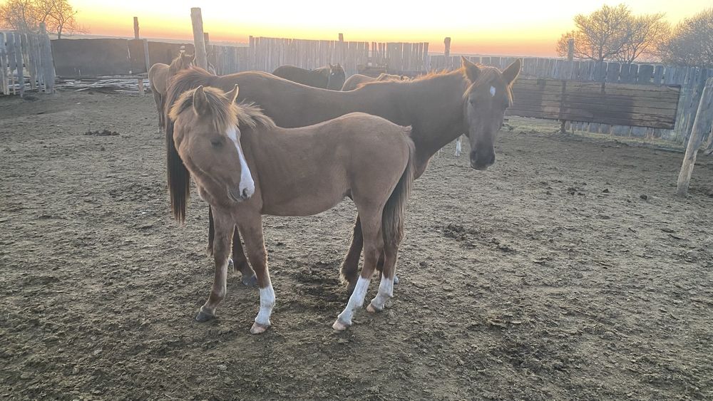 Оптом немесе жеке жылқылар сатылады