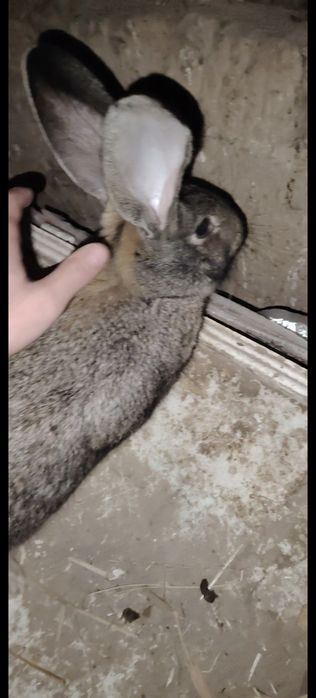 Quyon sotiladi 7 oyli Bo'g'oz