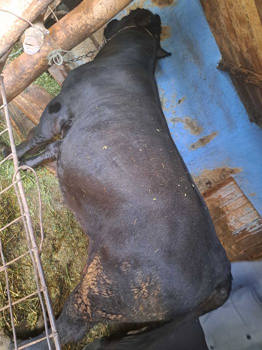 Vând taur Angus!