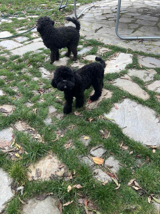 Мини пудел BLACK