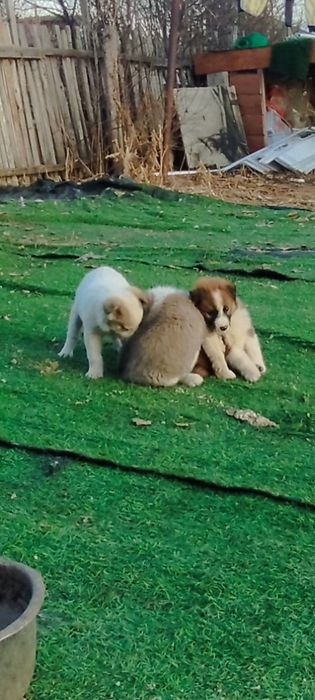 Отдам в добрые руки щенков!