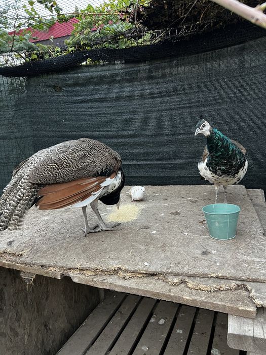 Mascul si femela , standard !