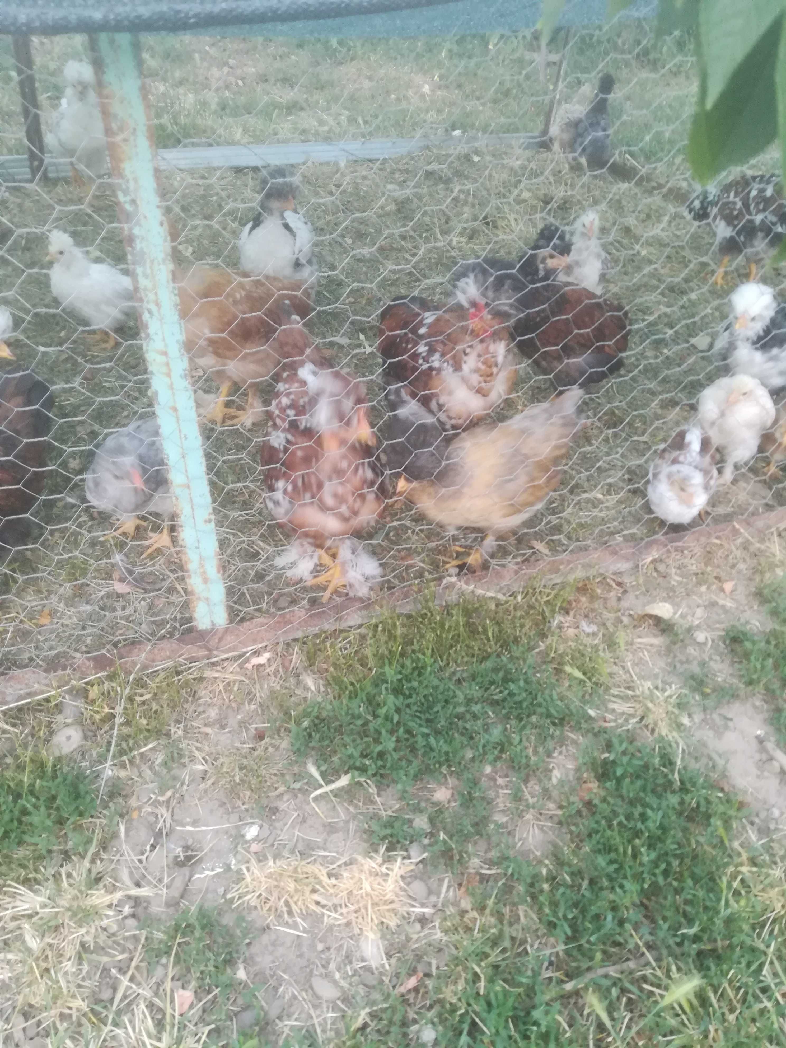 vand gaini si pui cu coc