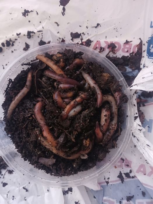 Земен червей за риболов жилав издържлив за мирни риби 20 25 броя черве