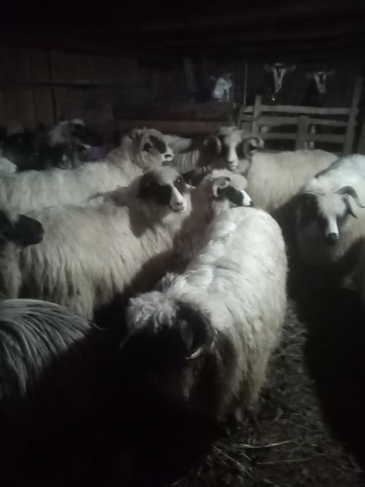 Vând 9 oi și un berbec