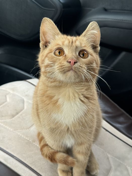 Кошка девочка очень умная 4 месяца