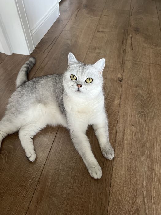 Отдам кошку британская Шиншилла