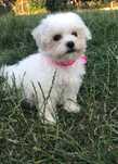 Bichon Frisé – Vaccinat, Deparazitat, Microcip & Pașaport (opțional)