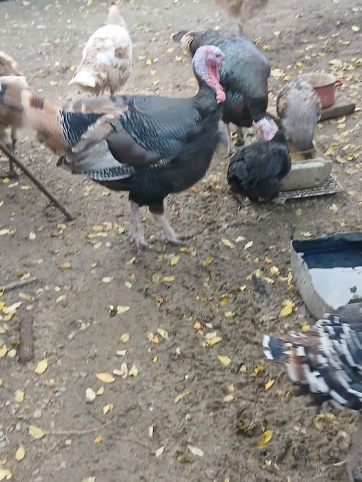 Se vând curcani mari