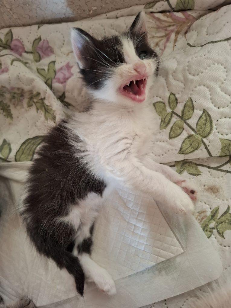 Търсим любящ дом за 3 месечни котенца!