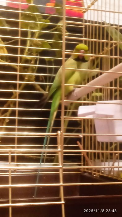 Ожереловый попугай