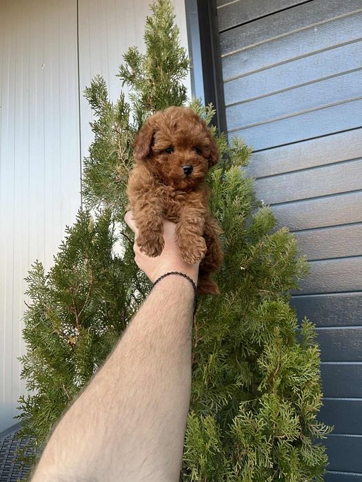 Той пудел мъжки и женски