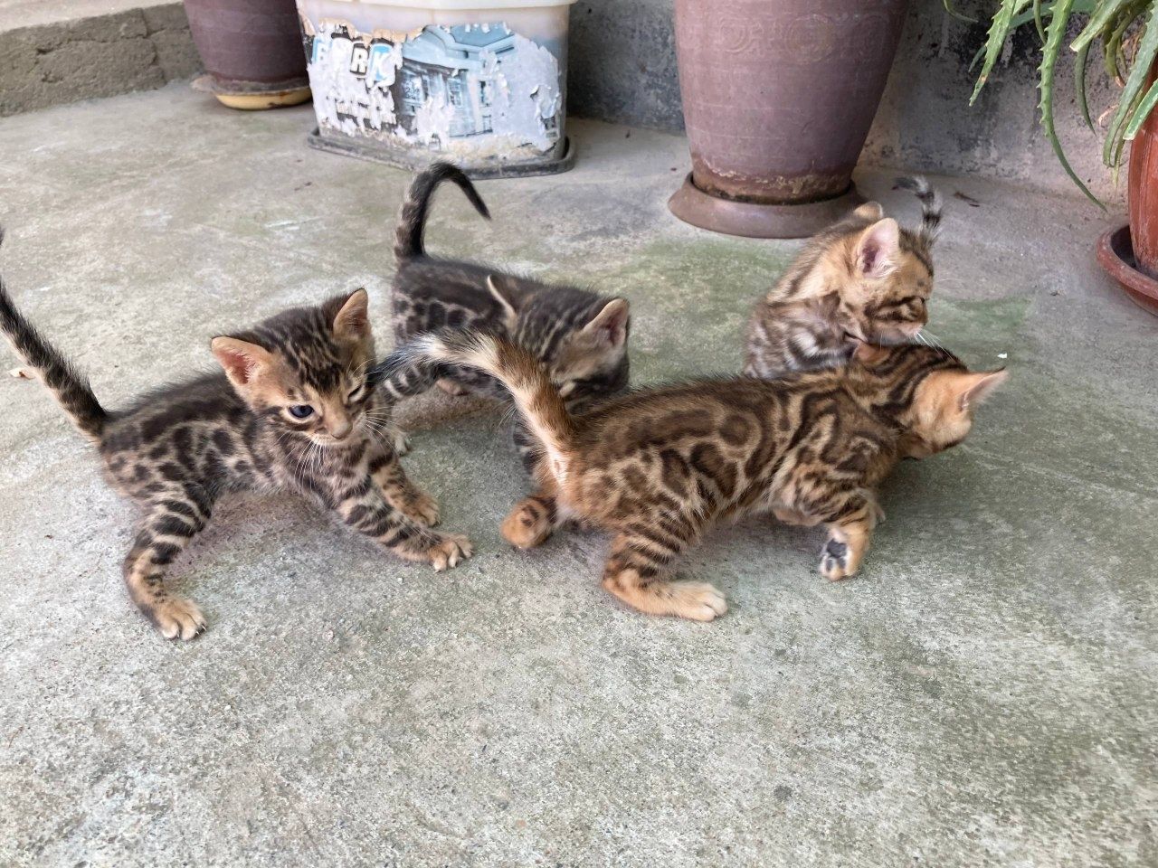 Bengal mushukchalar sotuvda
