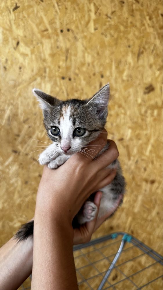 Котята 2 месяца девочки