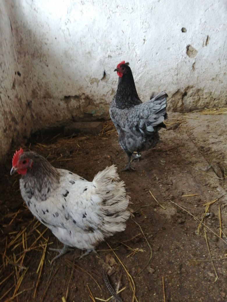 Oua australorp sphles și albastru