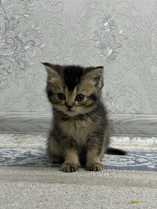 Кошки котята британская шиншилла
