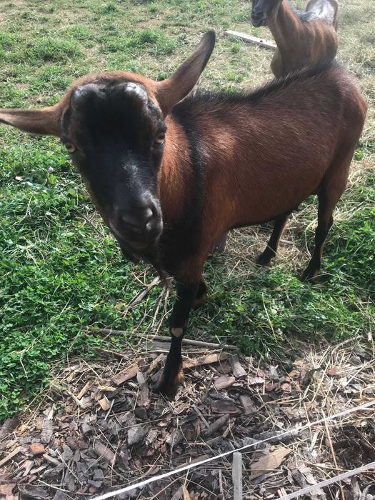 De vânzare lot capre