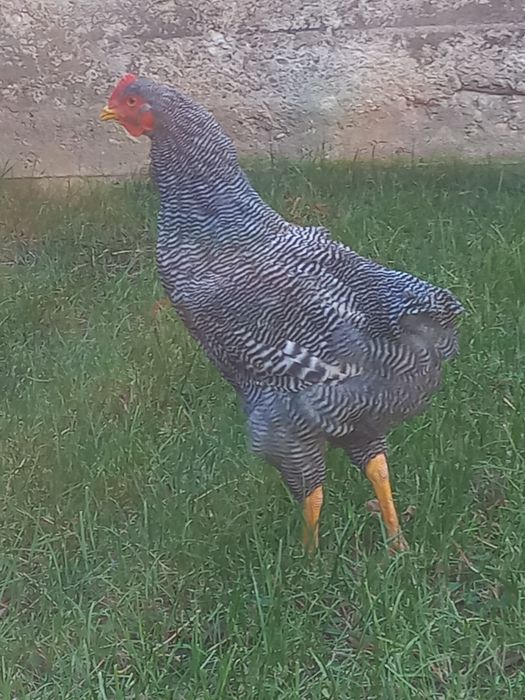 Vand 2 cocos plymont