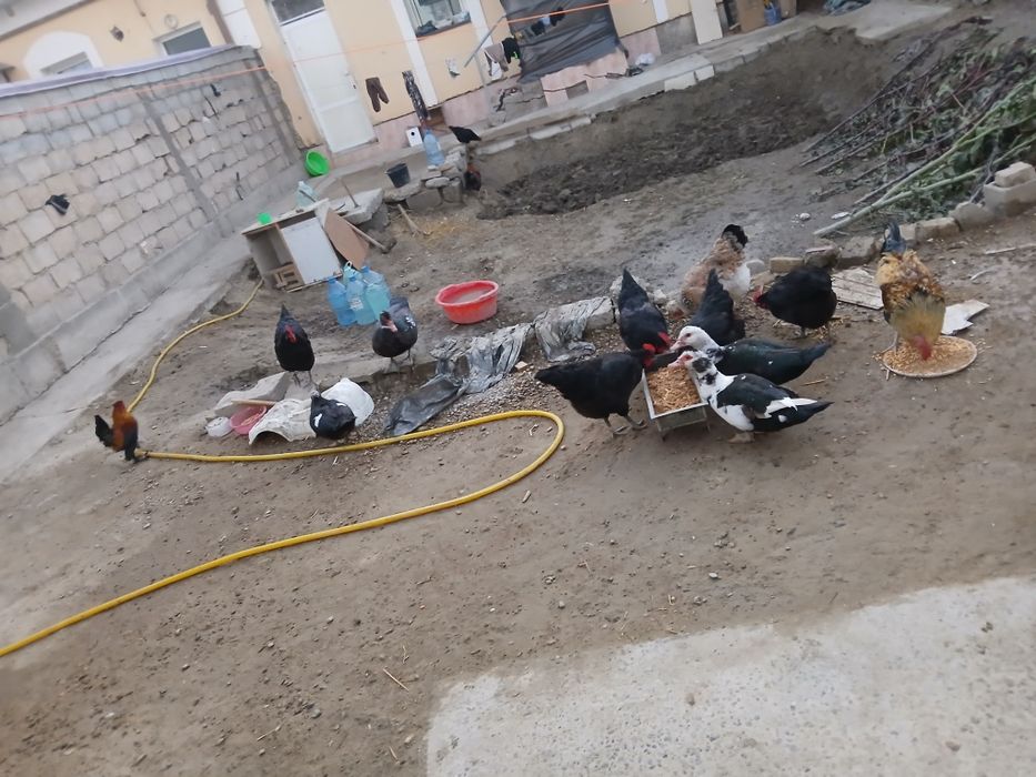 Tovug va horoz indautkalar sotiladi tuxum tugib turibdi