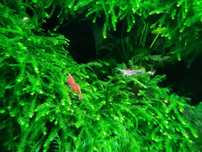 Creveti Red Cherry pentru acvariu