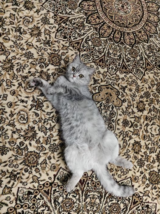 Кошка скоттиш страйт 1.5 года