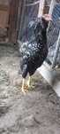 Cocoș araucana .