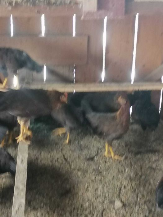 Puicute de gaini italiene potarnichii