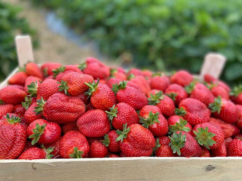 Stoloni capsuni diverse soiuri,unifere si albion