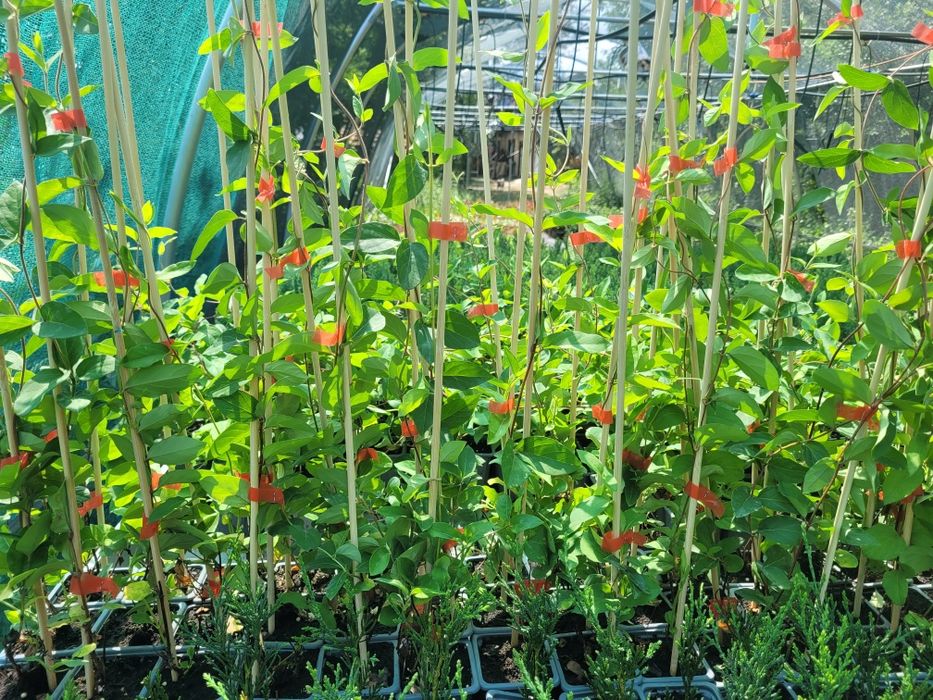 Caprifoi Red World - Mana Maicii Domnului, Lonicera japonica