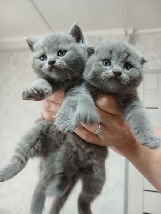 Продаются породистые  шотландские  котята  Скотиш  фолд и страйт