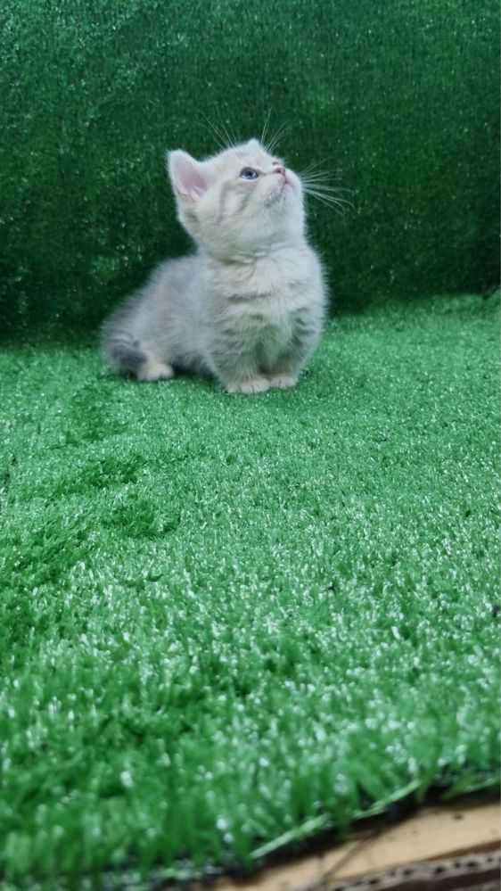 Продается котёнок маечкин