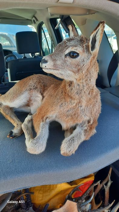 Препариран трофей. Сърна